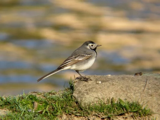 Sortie Bords de Vienne
