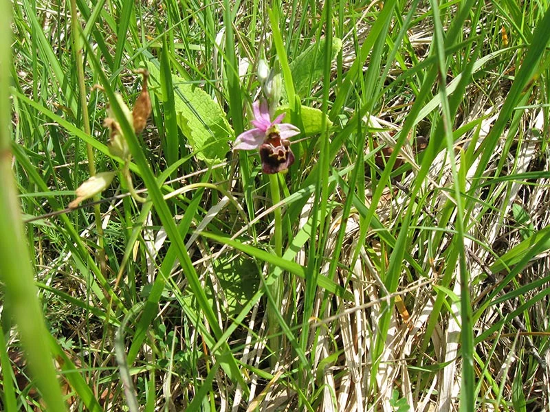 Sortie Nature : J'agis pour la nature
