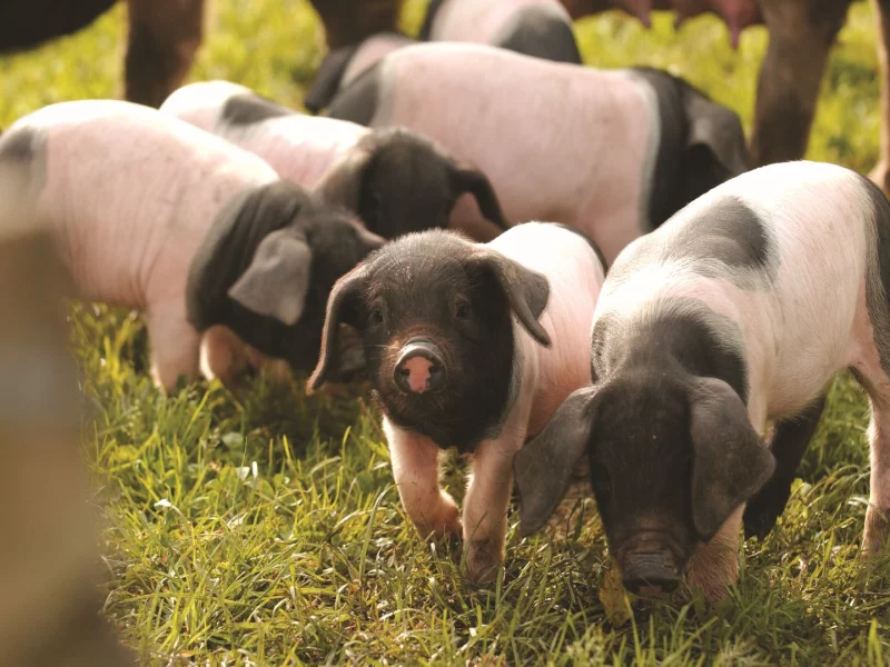 Visite guidée d'Oteiza "Du grain au festin"