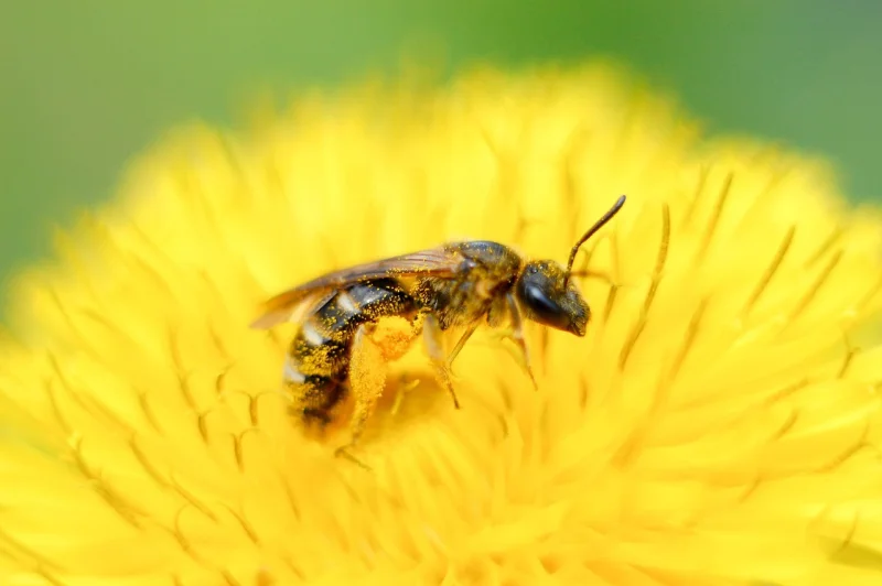Exposition "Le miel et les abeilles"