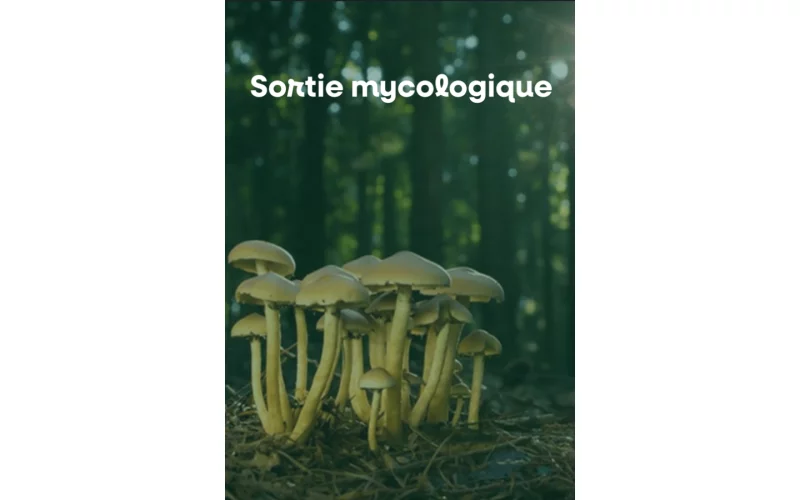 Sortie mycologique
