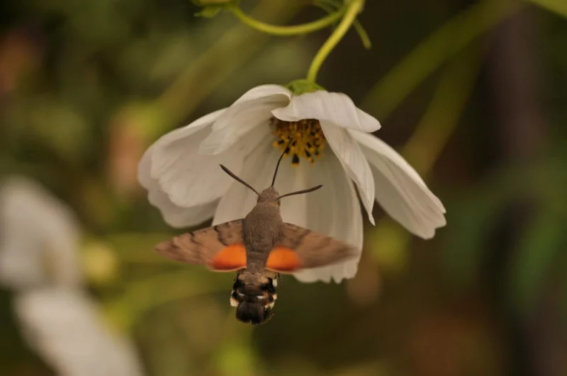 SORTIE BOTANIQUE