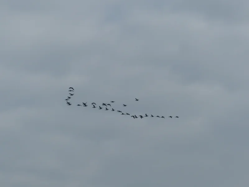 Balade nature "La migration"