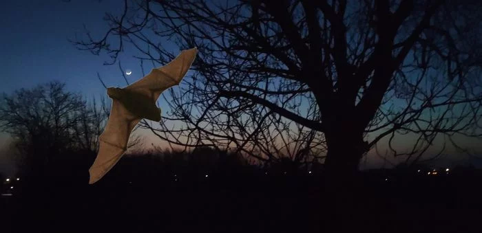 Nuit de la Chauve-Souris à Rachecourt-sur-Marne (Haute-Marne)