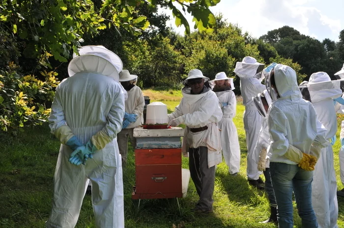 Découverte de l’apiculture avec un apiculteur agréé