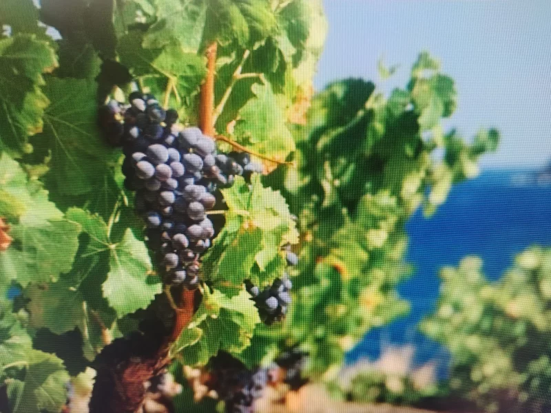 INSTANT VIGNERON AVEC DÉGUSTATION - LES CAVES DU ROUSSILLON