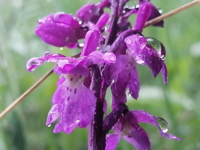 Photographie en macro