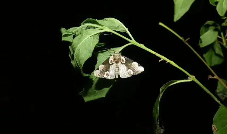 Papillons de nuit, une diversité insoupçonnée