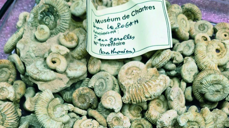 Jeudis de l'archéologie – Histoire du Muséum d’histoire naturelle de Chartres : les collections paléontologiques