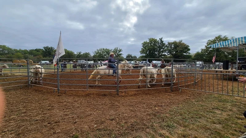 Concours de tri de bétail