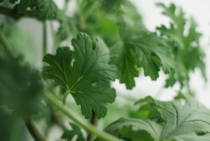 Secrets de plantes