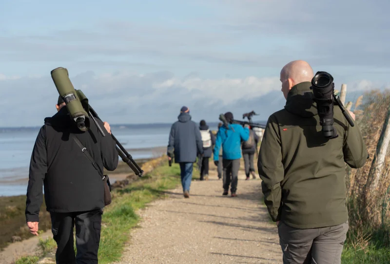 Formation aux oiseaux du littoral : l'identification des limicoles (niveau perfectionnement)