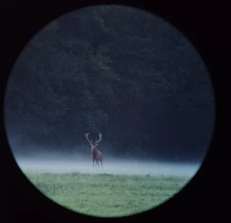 Vivre le brame du cerf en forêt d'Orléans