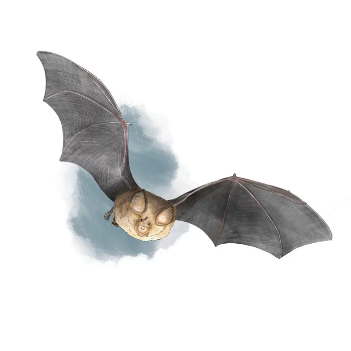 Nuit de la Chauve-Souris - A la découverte des petits mammifères volants ...