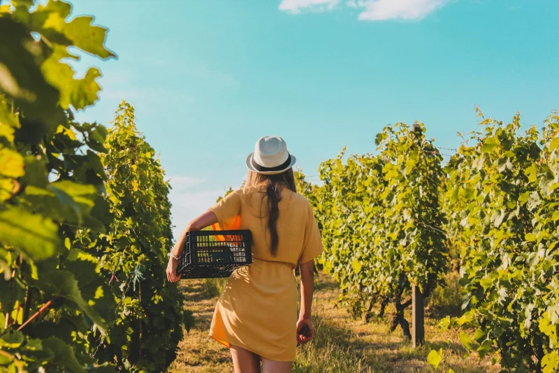 "Les vignerons prennent l'Aire" - Château du Bois Dumas