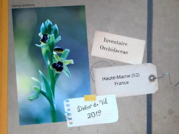 Journées Européennes du Patrimoine : Conférence "Les orchidées sauvages de Huate-Marne par Dider du Val"