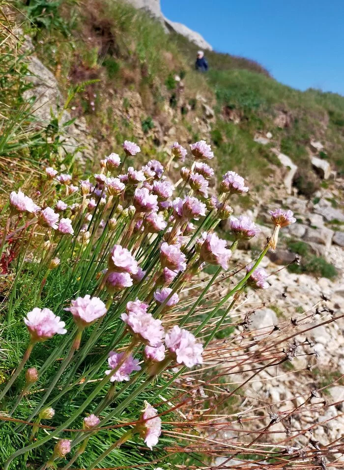 Histoires de plantes en baie du Kernic
