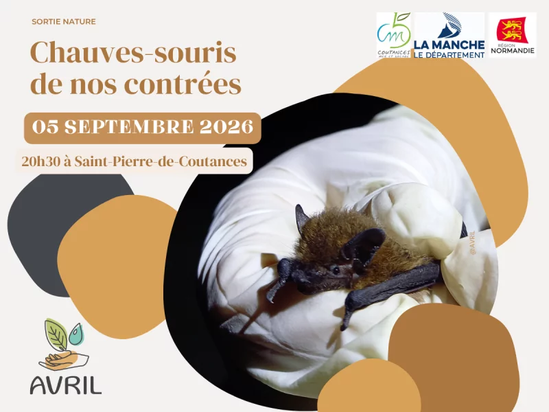 Chauves-souris de nos contrées