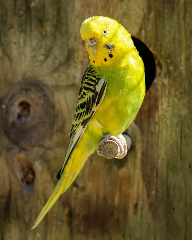Bourse aux oiseaux exotiques