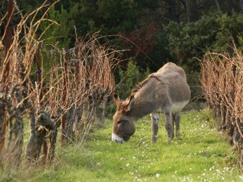 DE FERME EN FERME - DOMAINE LA RUNE