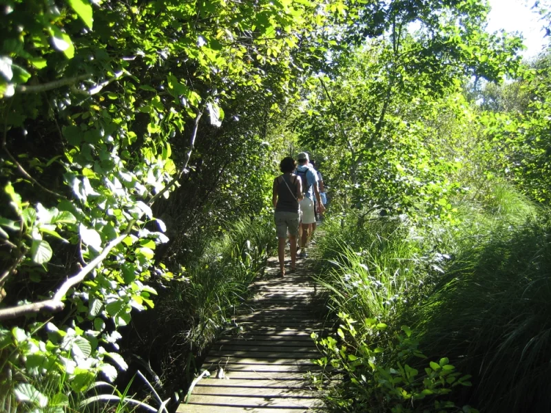 Les visites guidées de la Réserve Naturelle de l'Etang Noir