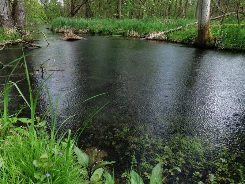 Journées du patrimoine 2026 : L'Ill*wald face au changement climatique
