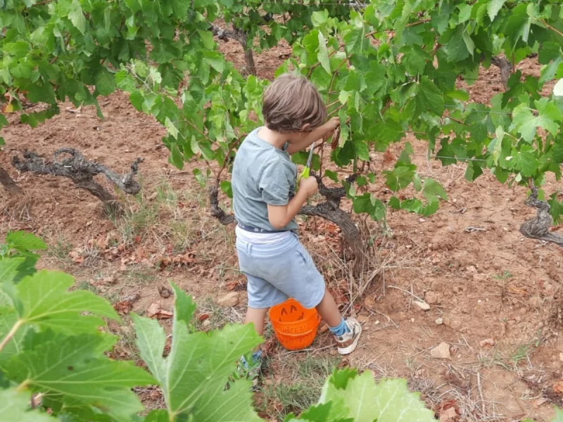 DE FERME EN FERME - NARBONNAIS, CORBIERES-MINERVOIS - CHÂTEAU DE SAINT ESTÈVE