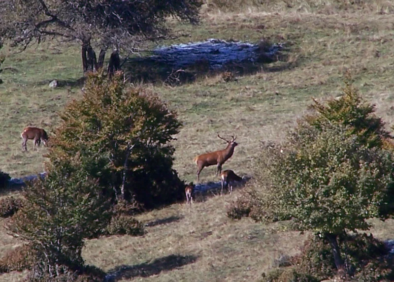 OBSERVATION ET ÉCOUTE DU BRAME DU CERF