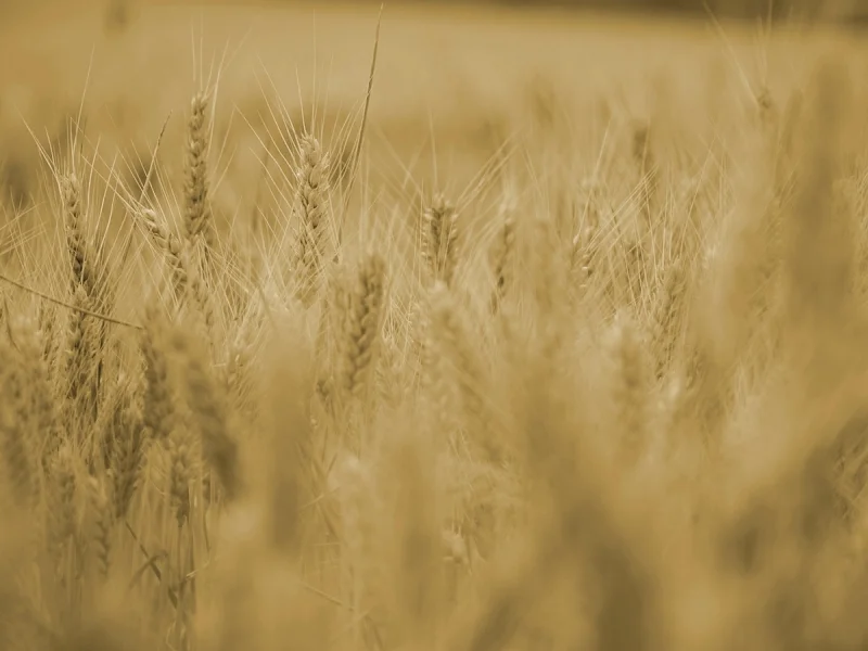 L'ABC DU HAUT-MINERVOIS - AGRICULTURE ET NATURE
