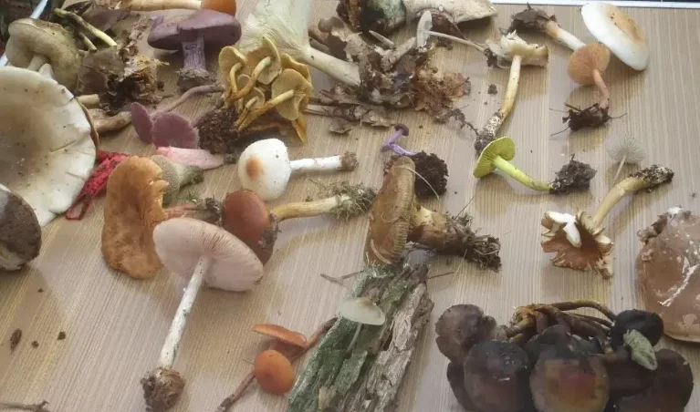 Les secrets de champignons à Versigny !