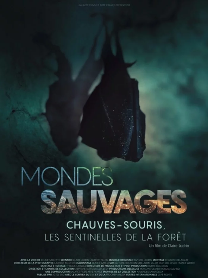 La Nuit de la Chauve-souris
