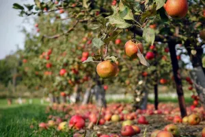 Visite du verger conservatoire de pommes anciennes