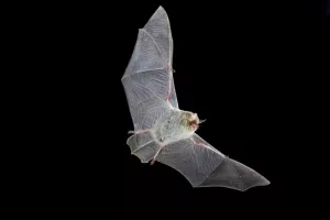 Dans le port de l'épervière, y a des chauves-souris qui chantent...