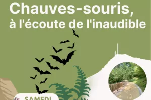 Balade naturaliste : Chauves-souris, à l'écoute de l'inaudible à Bidart - CPIE Littoral Basque