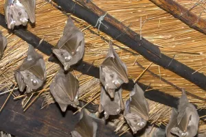 Nuit européenne de la chauve-souris