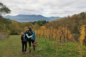 Visite guidée du vignoble d'Albé et dégustation de vins
