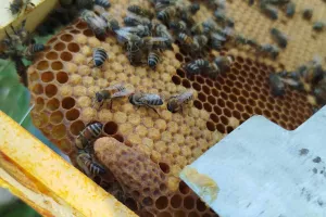 Découverte de l'apiculture et du miel des Landes de Gascogne