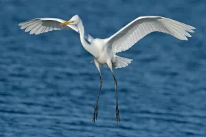 Balade ornithologique - pointe d’Agon