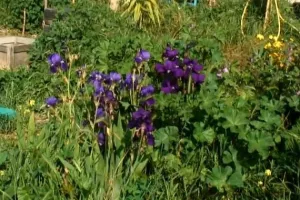 Atelier jardinage : Boutures et bouquins