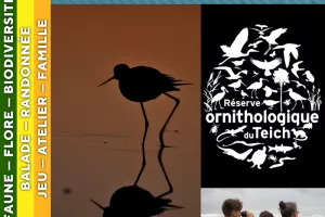 LANDES DE GASCOGNE - Les visiteurs du soir à la réserve ornithologique du Teich