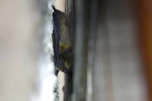 Sortie Natura 2000 : A la découverte des chauves-souris