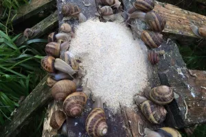 Visite de la ferme aux escargots de Margaux