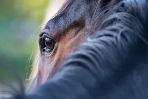 Courses hippiques