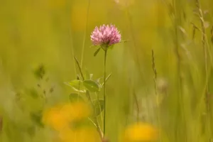 Balade naturaliste : les plantes dans tous les sens
