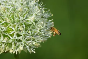 A la découverte des insectes pollinisateurs