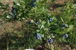 Auto-cueillette des myrtilles bio à la ferme