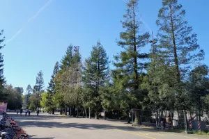 Découvrez les arbres du parc des chantiers