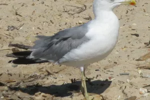 DÉCOUVERTE DES OISEAUX DU LITTORAL ET DES ANIMAUX MARINS À LA BIBLIOPLAGE