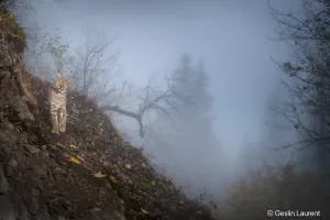 Exposition photographique "Le lynx boréal"