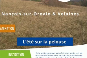 Animation nature - L'été sur la pelouse